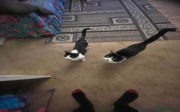 Mixed Breed cats for sale: KITTENS 🌈🐱 - Image 11
