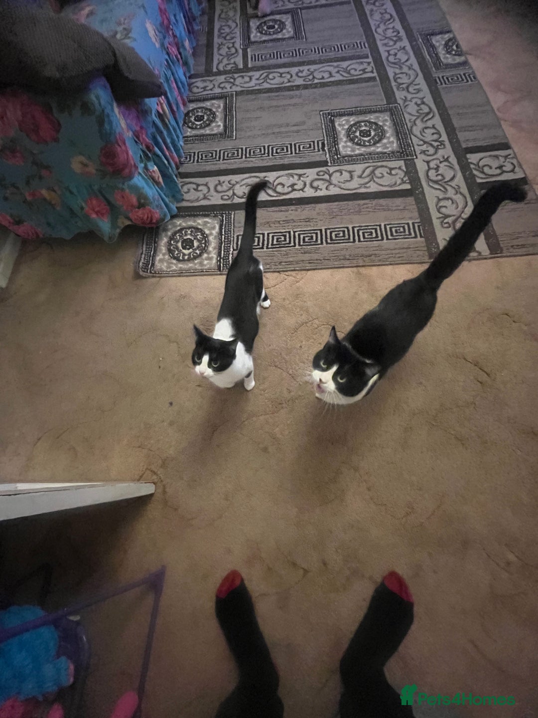 Mixed Breed cats for sale: KITTENS 🌈🐱 - Image 11