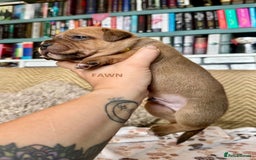 Staffordshire Bull Terrier dogs for sale: Pedigree Staffordshire Bull Terrier Puppies - Image 13