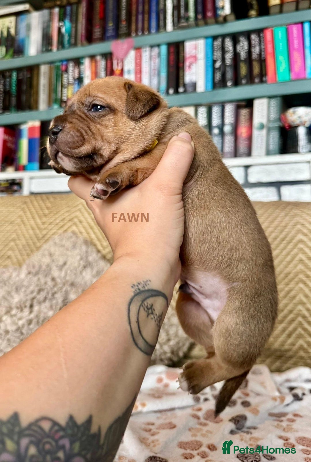 Staffordshire Bull Terrier dogs for sale: Pedigree Staffordshire Bull Terrier Puppies - Image 13