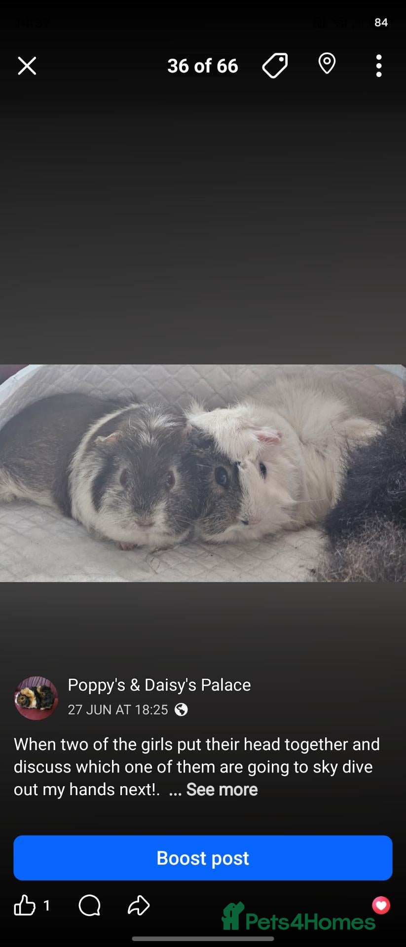 Guinea Pig rodents Beautiful chocolate and white  - Advert 1