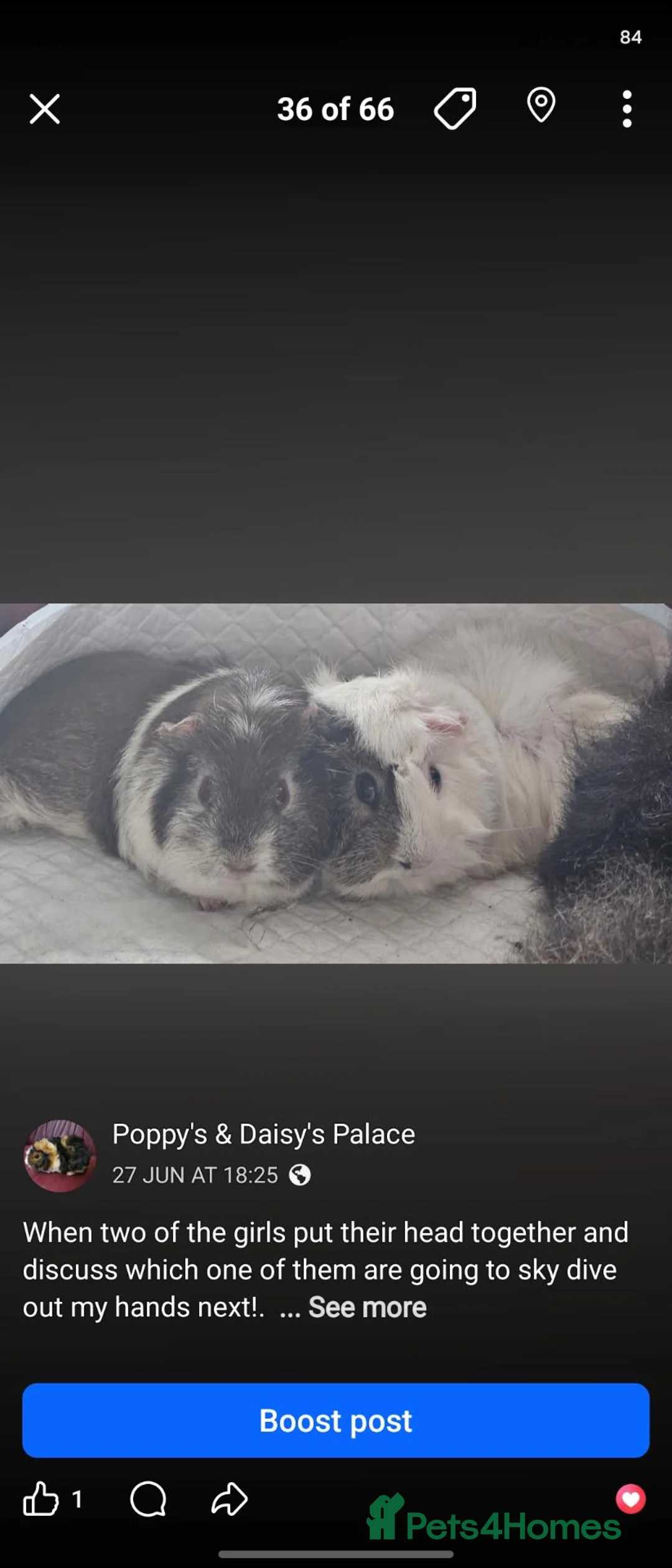 Guinea Pig rodents for sale: Beautiful chocolate and white  - Advert 1
