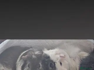 Guinea Pig rodents Beautiful chocolate and white - Advert 1