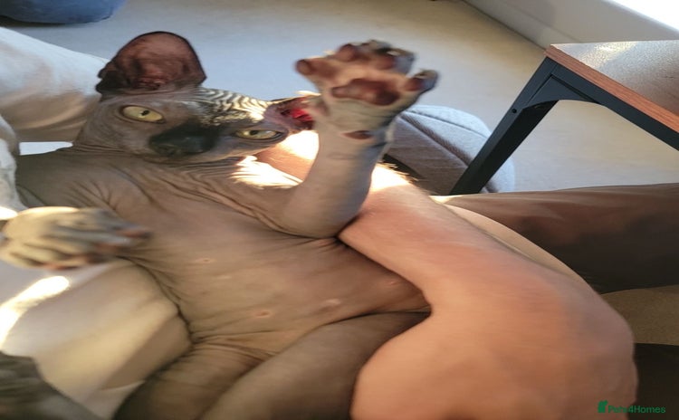 Sphynx cats - Advert 1