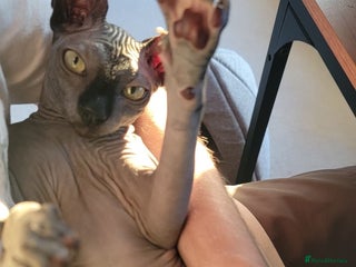 Sphynx cats - Advert 5