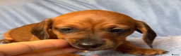 Dachshund dogs for sale: Long & Short haired Sable crea Dachshund puppies  - Advert 6