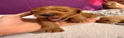 Mixed Breed dogs for sale: Cavapoo x cockapoo  - Advert 25