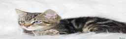 Mixed Breed cats for sale: Stunning Male Tabby Kitten  - Advert 7