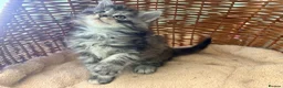 Maine Coon cats for sale: Tica registered 4 female mainecoons left,  polys - Advert 24
