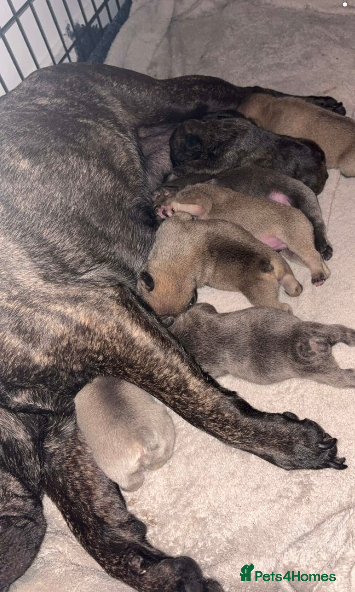 French Bulldog dogs French bulldog Puppies  - Advert 1