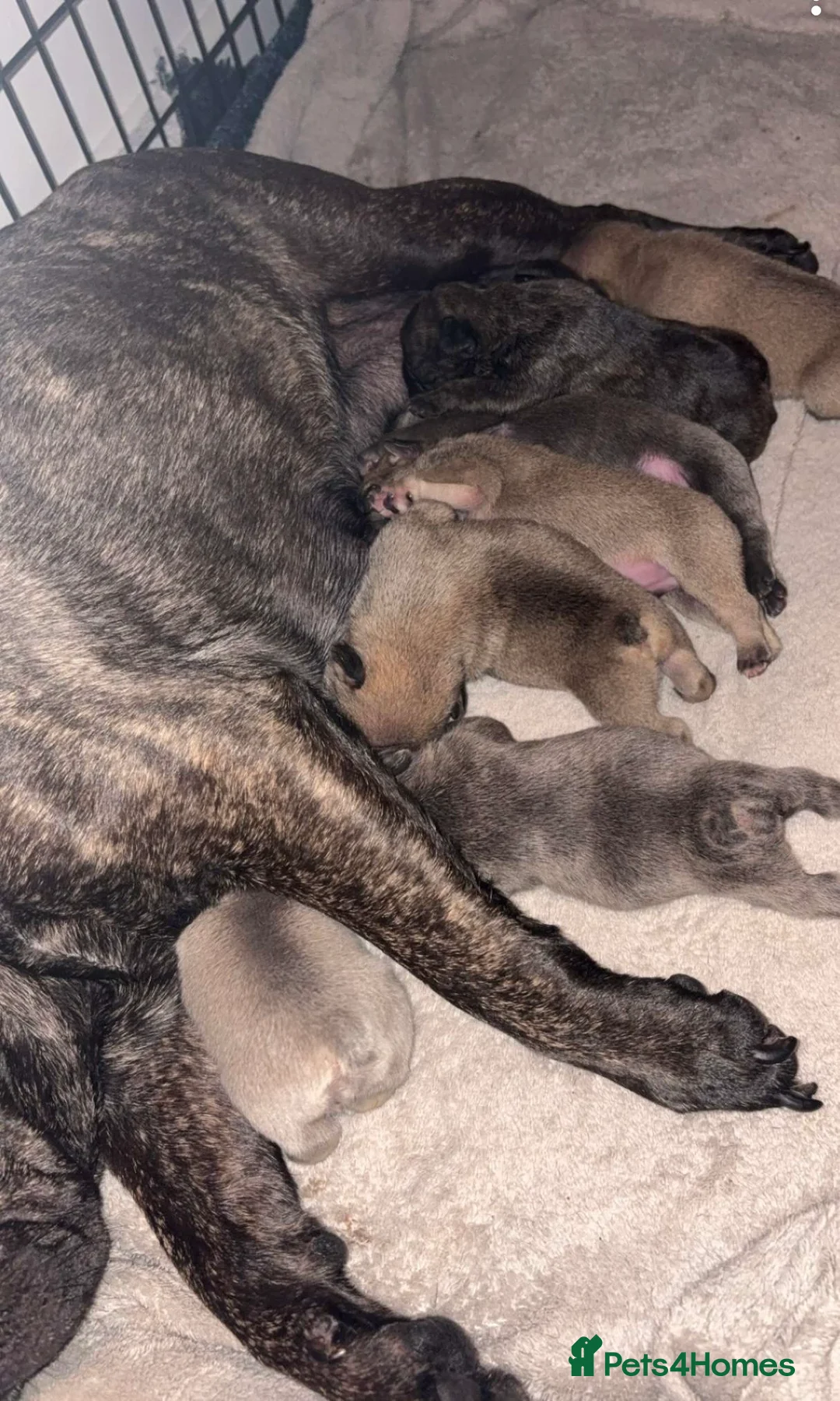 French Bulldog dogs for sale: French bulldog Puppies  - Advert 1