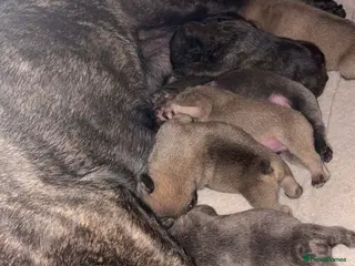 French Bulldog dogs French bulldog Puppies - Advert 4