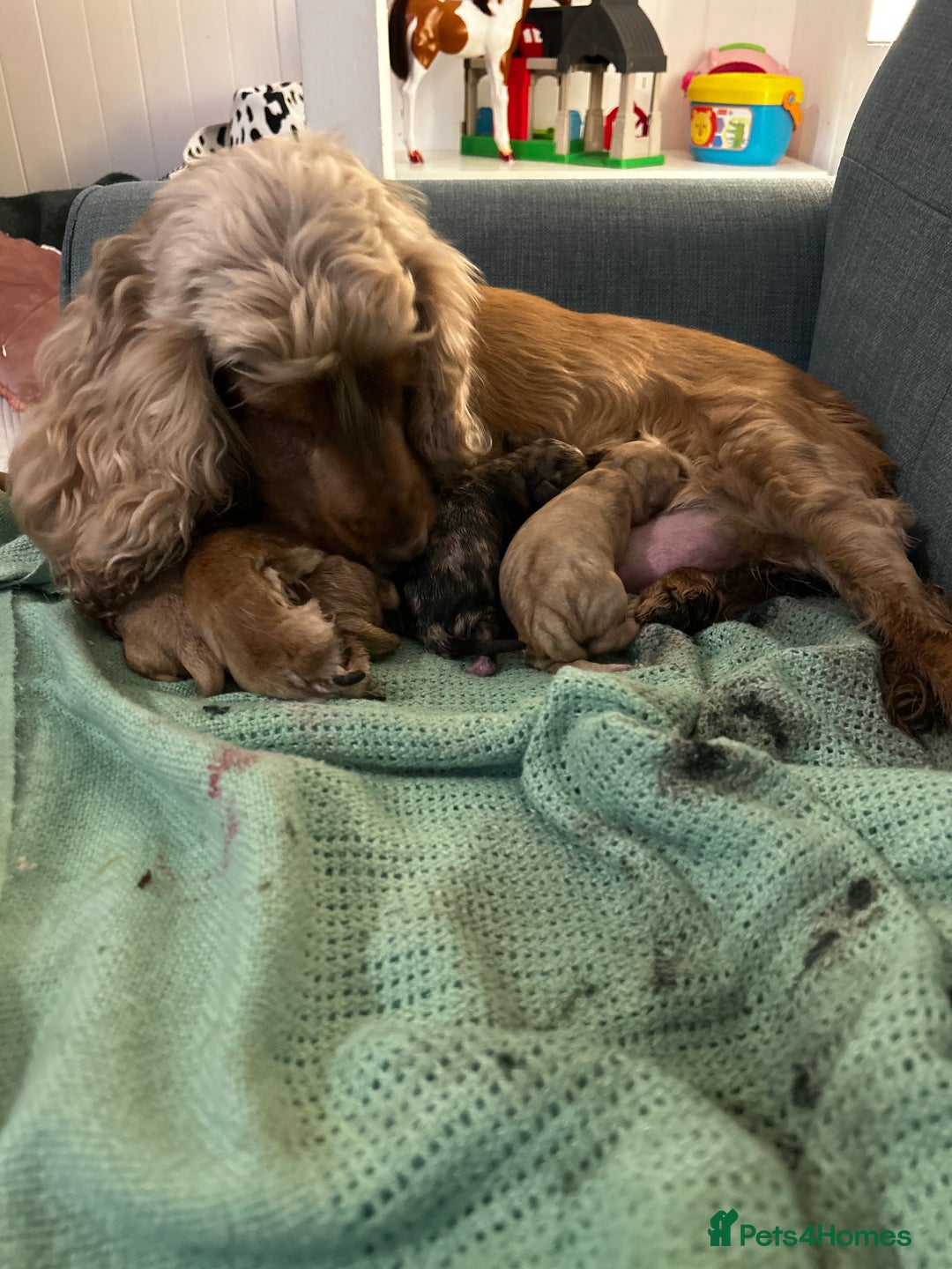 Cockapoo dogs for sale: Beautiful Cockapoo’s - Advert 11