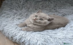 British Shorthair cats for sale: Blue British Shorthair Kittens - Advert 3