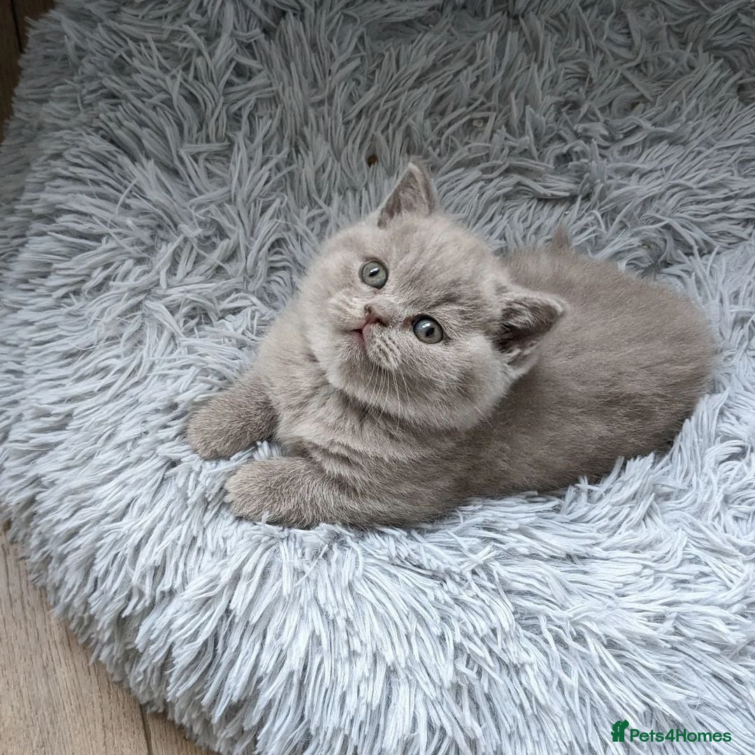 British Shorthair cats for sale: Blue British Shorthair Kittens - Advert 3