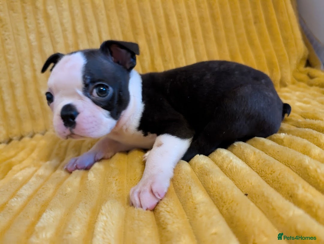 Boston Terrier dogs for sale: Adorable KC reg Boston Terrier Puppies - Image 15