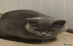 British Shorthair cats for sale: British Blue Short-hair 4 kittens for sale  - Image 40