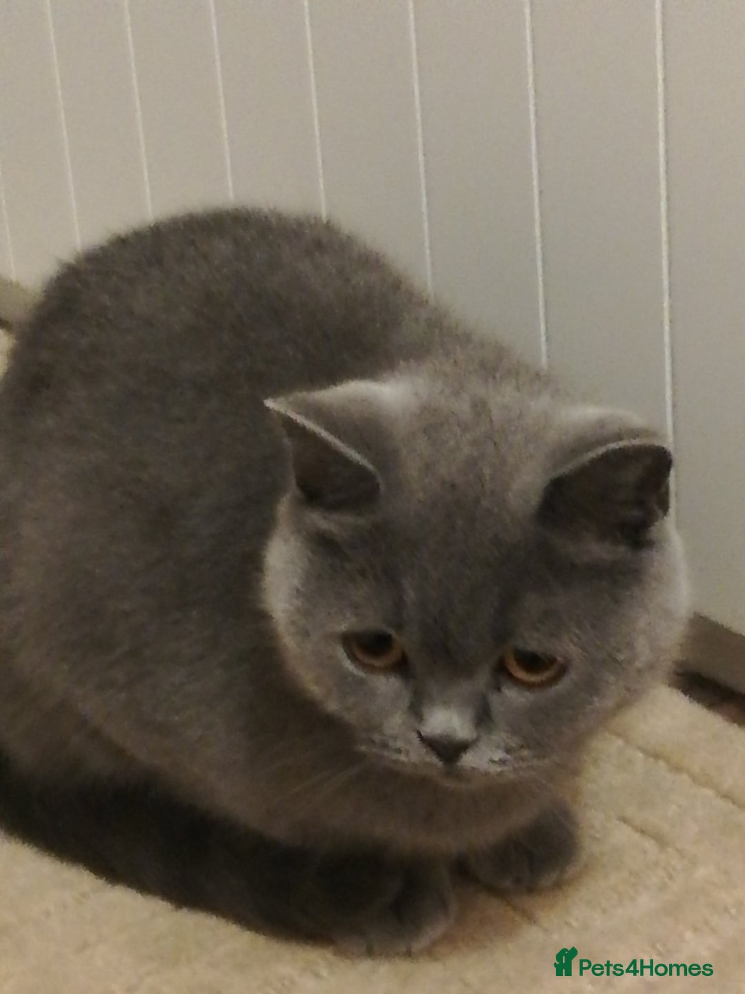 British Shorthair cats for sale: British Blue Short-hair 4 kittens for sale  - Image 40