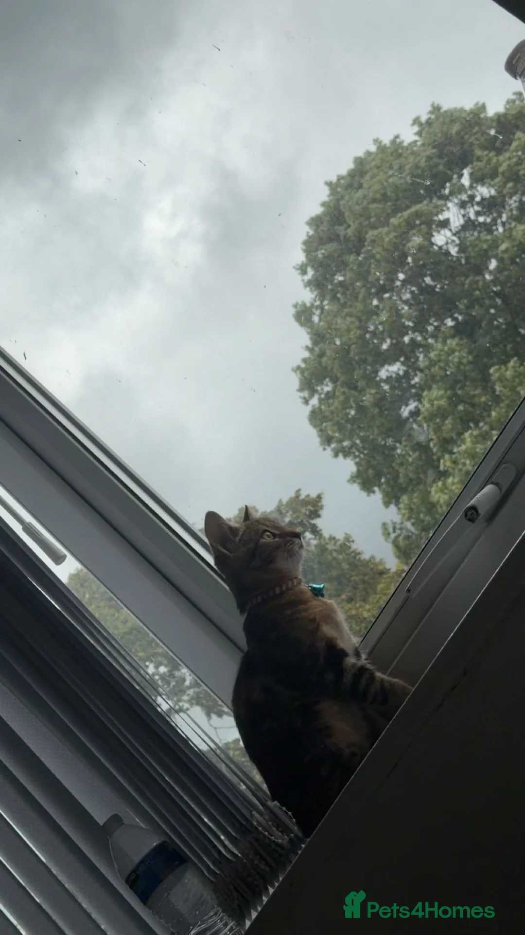 Mixed Breed cats for sale: Male cat  in Heywood - Advert 2