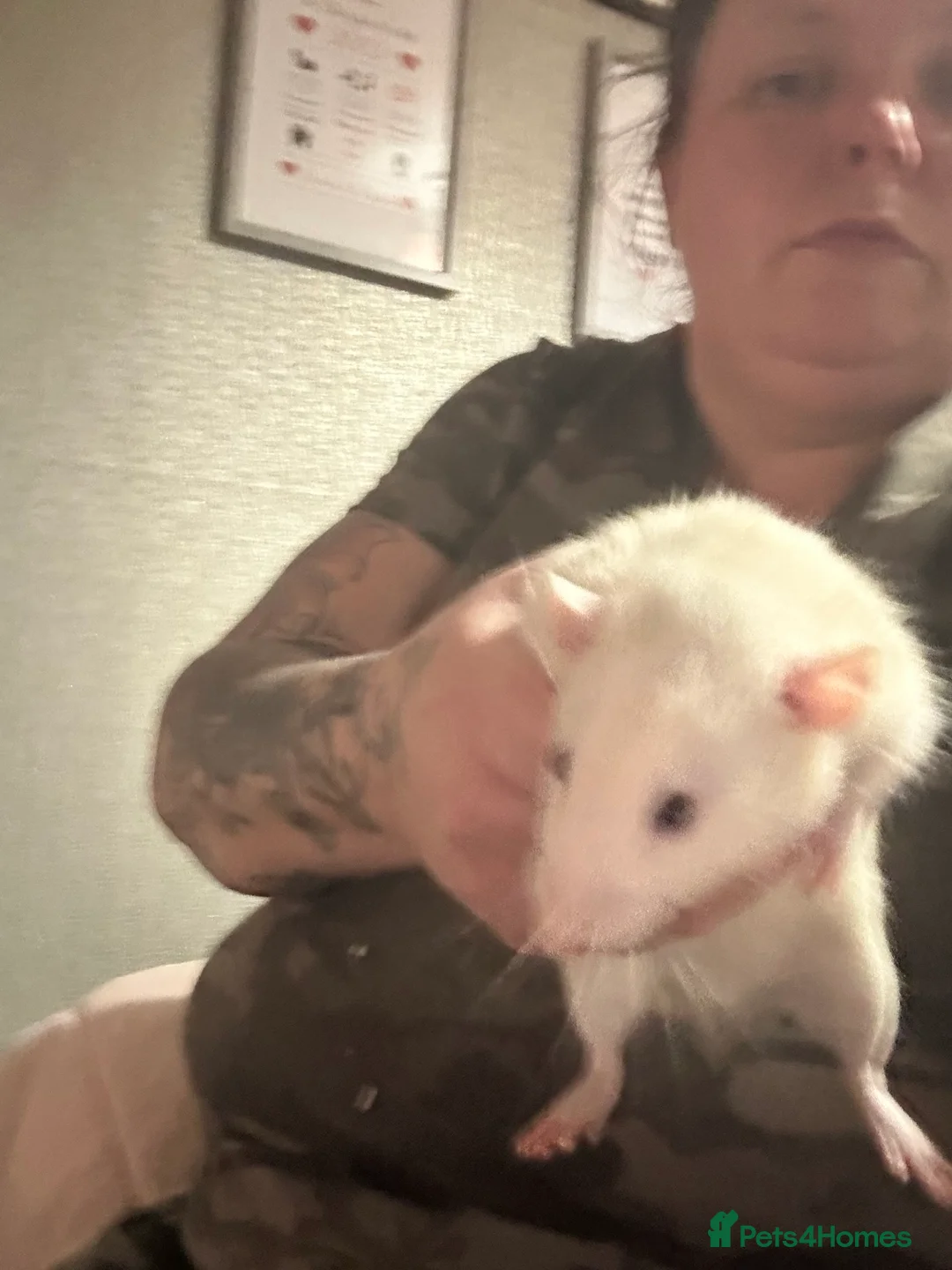 Rat rodents for sale: Male Dumbo Rats - Advert 2