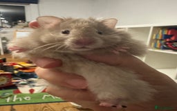 Hamster rodents for sale: Stunning home-bred Syrian hamster pups  - Image 11