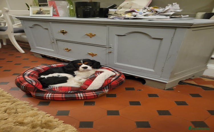 Cavalier King Charles Spaniel dogs - Advert 2