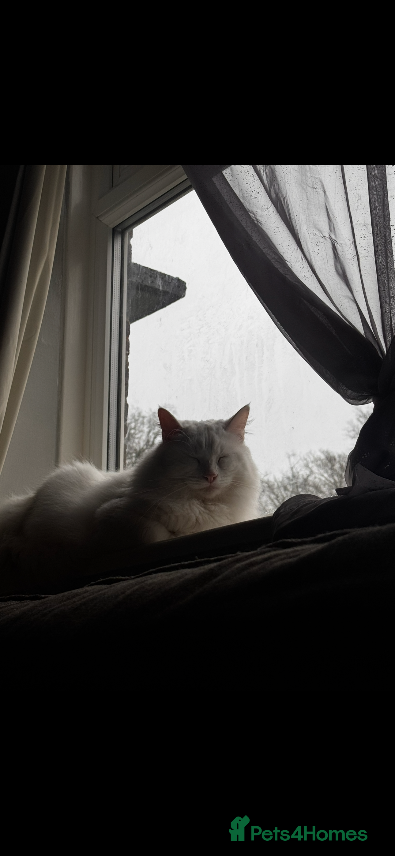 Mixed Breed cats Beautiful white long hair  - Advert 2