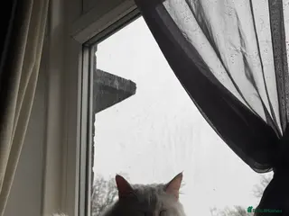 Mixed Breed cats Beautiful white long hair - Advert 2