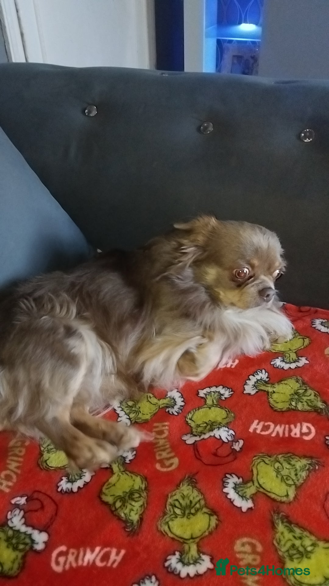Chihuahua dogs for sale: Kc longhaired chihuahua  - Advert 1
