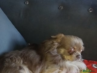 Chihuahua dogs Kc longhaired chihuahua - Advert 2