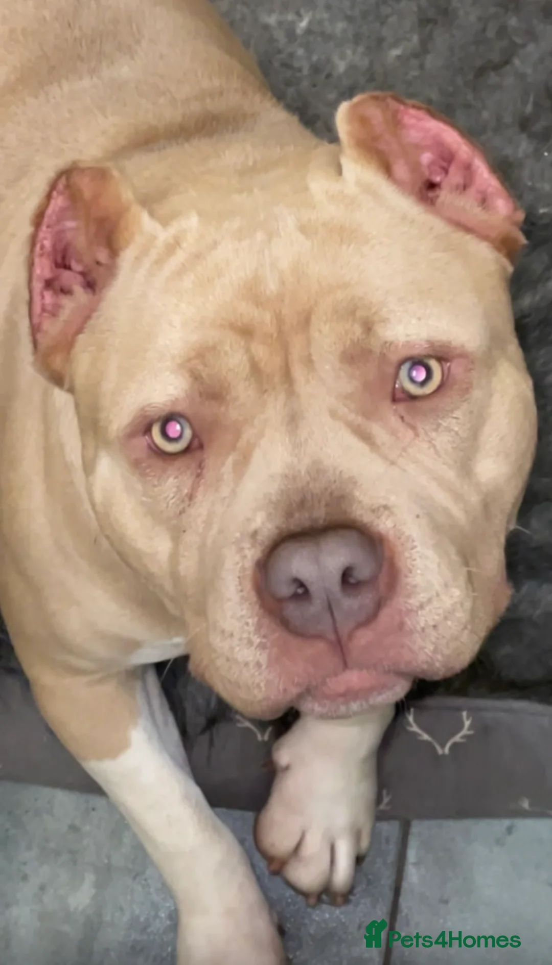 American Bully dogs for sale: Pocket bully  - Advert 3