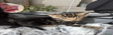 Mixed Breed tabby female 