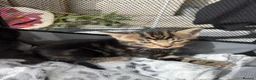 Mixed Breed cats for sale: Four lovely little kittens  - Advert 7