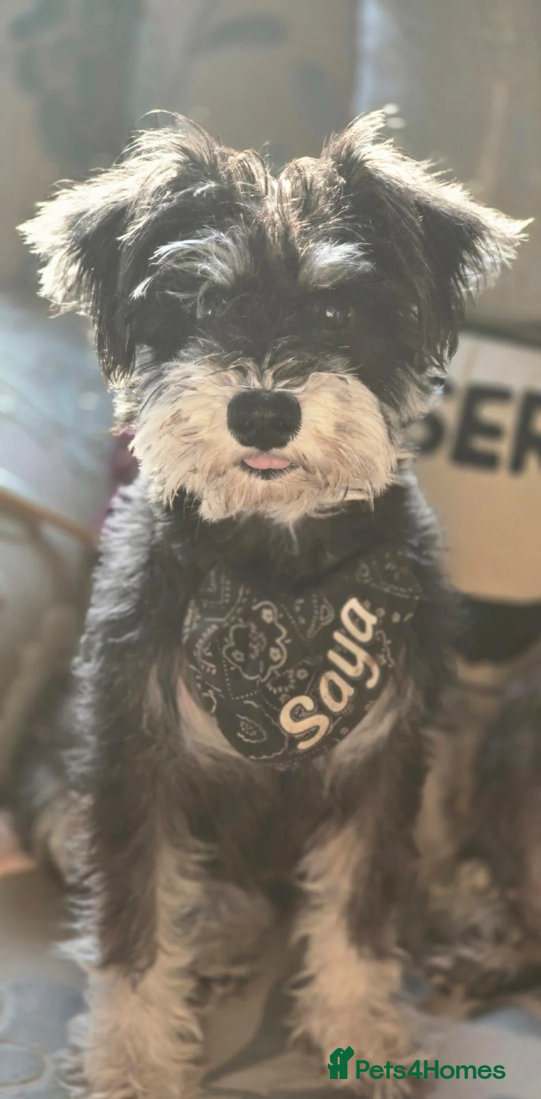 Miniature Schnauzer dogs for sale: Saya my beautiful 2 year old in Cardiff - Advert 1