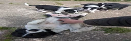 Border Collie dogs for sale: Border Collie Puppies for sale - Advert 7