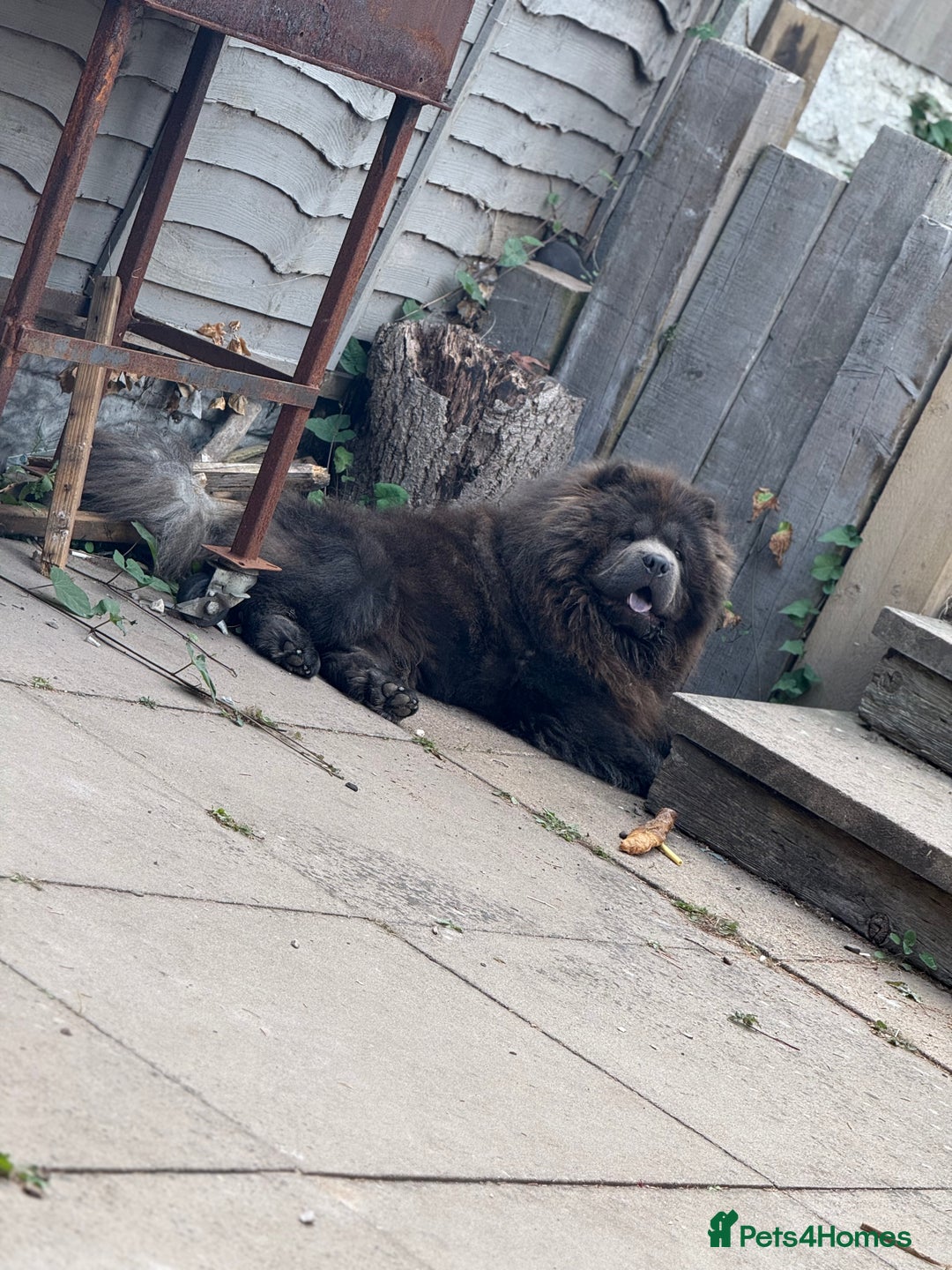 Chow Chow dogs for stud: Blue chow chow for stud  - Image 1