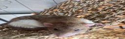 Rat rodents for sale: 6 male rats need for rehoming in Rugby - Advert 8