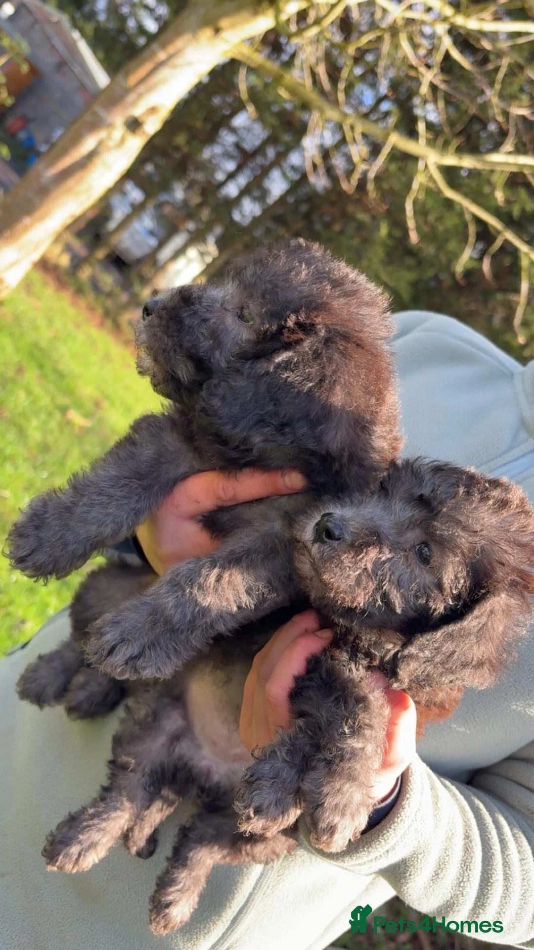 Bedlington Terrier dogs for stud: KC Registered Bedlington Terrier Stud - Advert 40