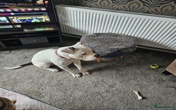 Mixed Breed dogs for sale: Daisy is a one year old American Bully X Boxer   - Image 3