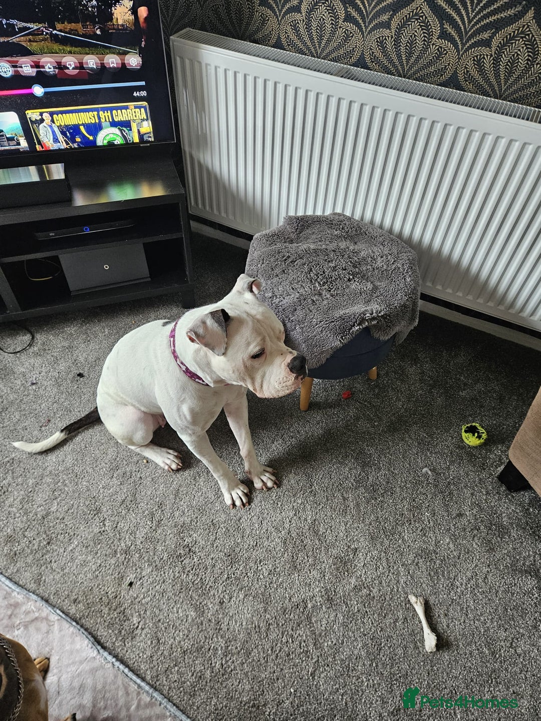 Mixed Breed dogs for sale: Daisy is a one year old American Bully X Boxer   - Image 3