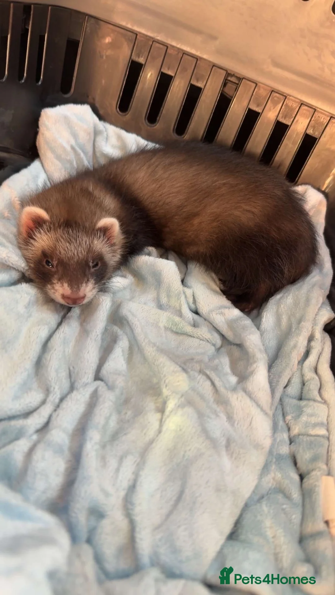 Ferret rodents for sale: Ferret  in Telford - Advert 1