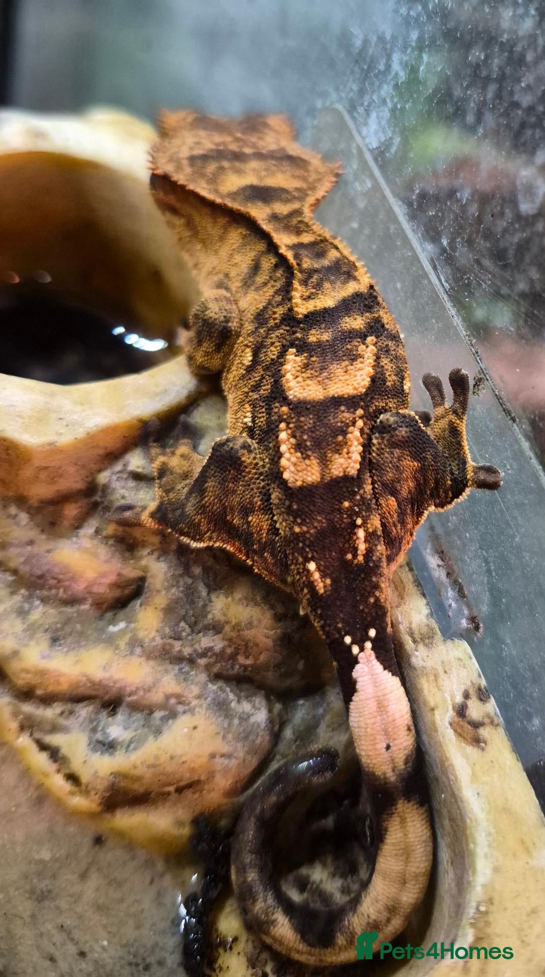 Gecko reptiles Crested & leopard gecko babies - Advert 2