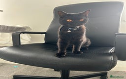 British Shorthair cats for sale: Young Male British Shorthair (Indoor Cat) - Image 3