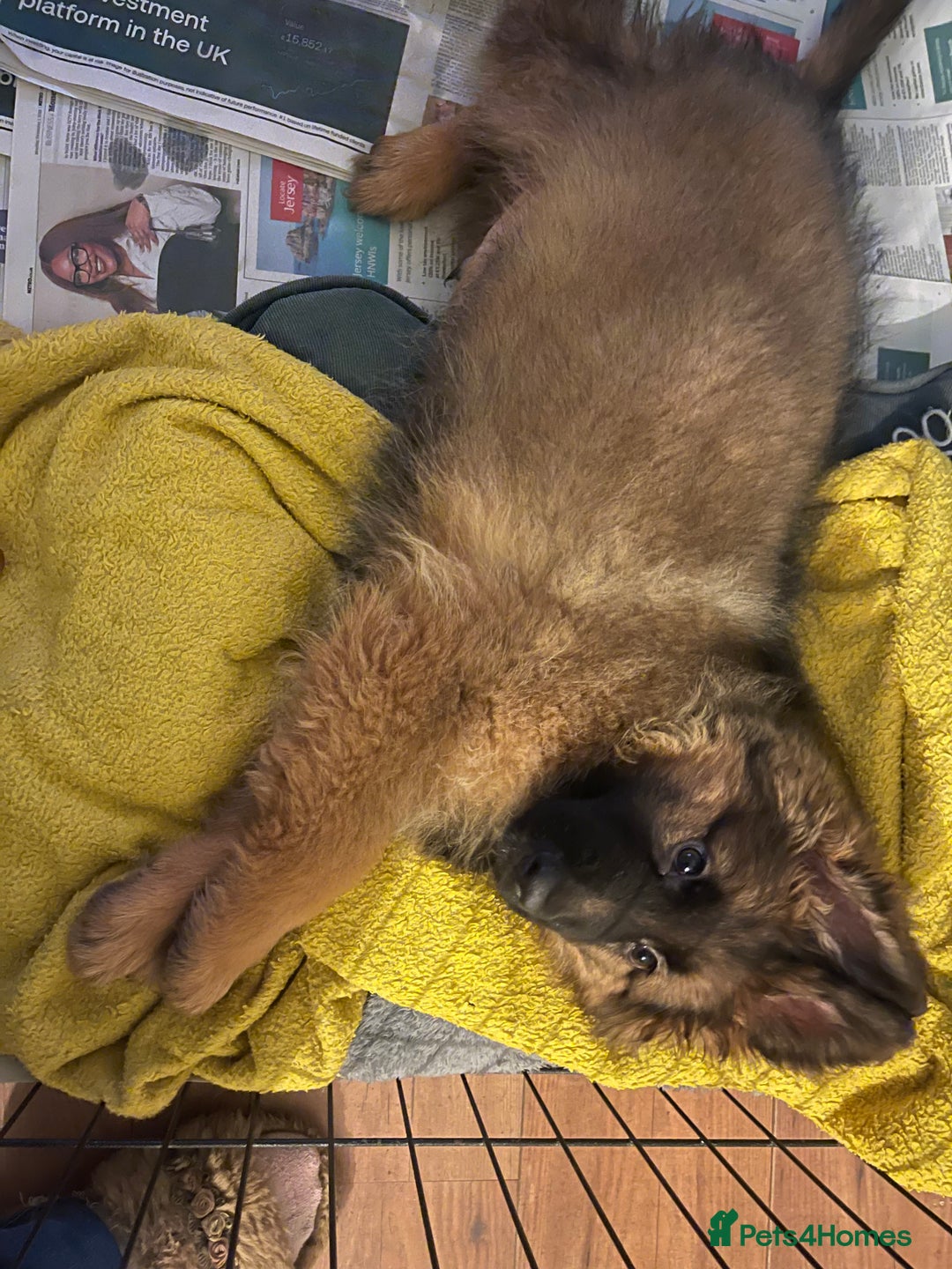 German Shepherd dogs for sale: German Shepherd MALE - Huge  - Advert 27