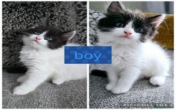 Ragdoll cats for sale: Cross ragdolls  - Image 2