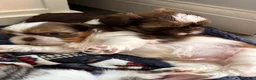 Shih Tzu dogs for sale: 3 gorgeous Shih Tzu puppies.  - Advert 10