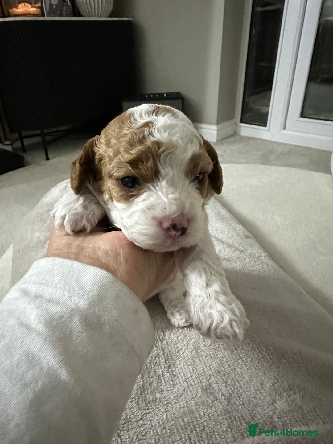 Cavapoo dogs for sale: Cavapoo f2 puppies  - Advert 5
