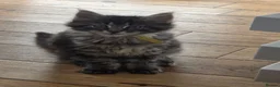 Maine Coon cats for sale: Ready now adorable maine coon Kittens 4bs & 1g - Advert 15