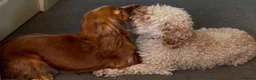 Cockapoo dogs for sale: 6 beautiful cockapoos  - Advert 17