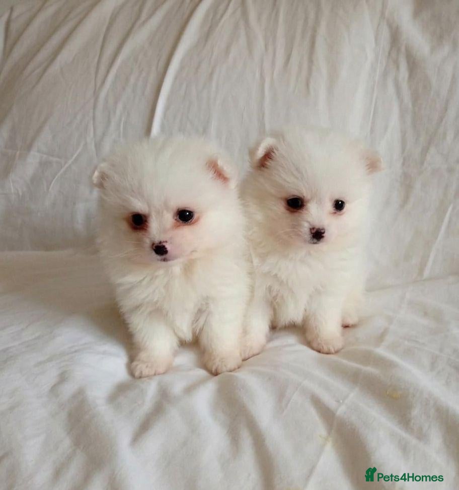 Pomeranian dogs Miniature Pomeranians - Advert 6